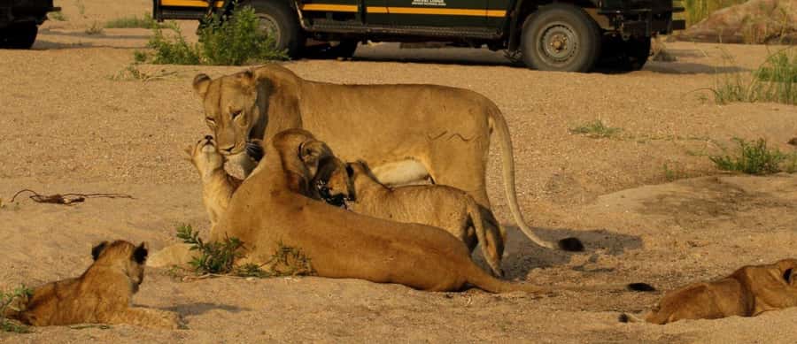 10 Day South Africa Tour Joburg to Cape Town - Addo and the Garden Route: wildlife returns