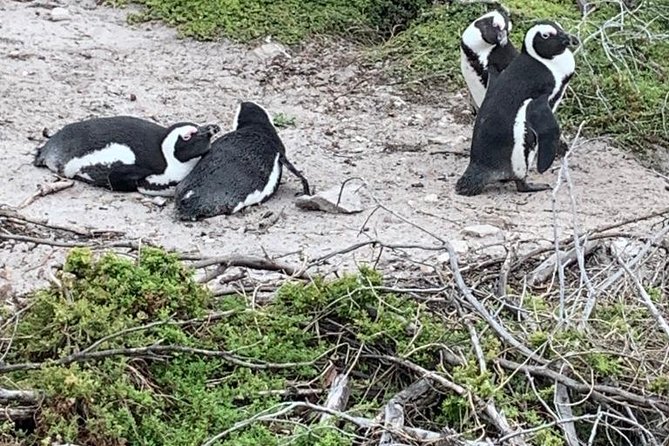 2 Day Safari Experience from Cape Town - Key points before you book