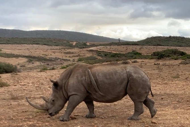 2 Day Safari Experience from Cape Town - A sunrise drive before breakfast