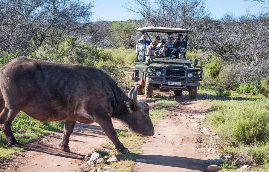 2 Day Small Group Cape Town: Garden Route Big 5 Safari Tour - From Cape Town to Oudtshoorn before breakfast