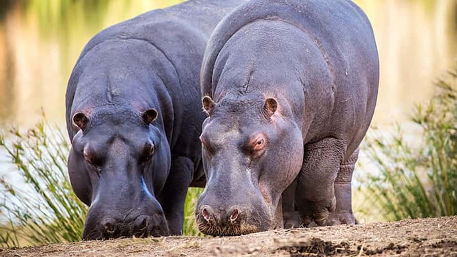 2 Day Small Group Cape Town: Garden Route Big 5 Safari Tour - Who will enjoy this two-day safari most