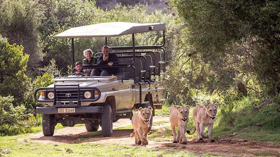 2 Day Small Group Cape Town: Garden Route Big 5 Safari Tour - A night at Chandelier Game Lodge