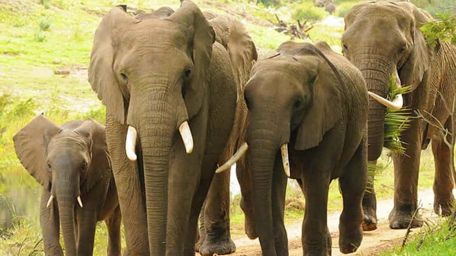 2 Day Small Group Cape Town: Garden Route Big 5 Safari Tour - Giraffes and ostriches on the second morning