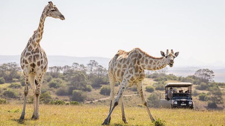 2 Day Small Group Cape Town: Garden Route Big 5 Safari Tour - Botlierskop’s three-hour Big 5 safari