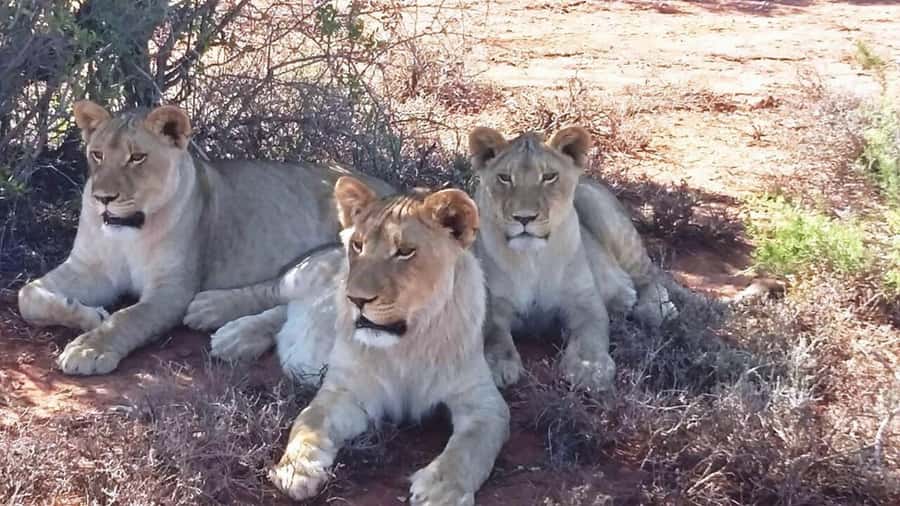 2 Day Small Group Cape Town: Garden Route Big 5 Safari Tour - The long return to Cape Town