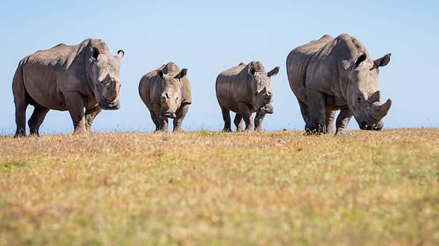 2 Day Small Group Cape Town: Garden Route Big 5 Safari Tour - Meals, transfers, and what to clarify
