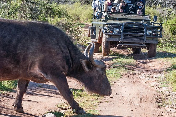 2 Day South African Wildlife Tour with 4x4 Safari from Cape Town - Botlierskop: your strongest chance for classic safari sightings