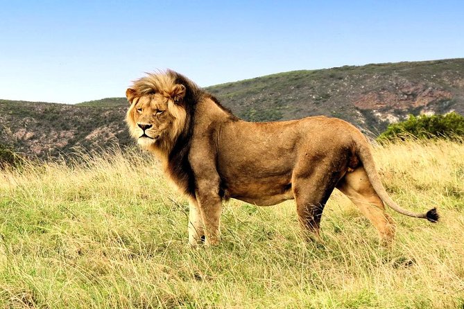 2 Day South African Wildlife Tour with 4x4 Safari from Cape Town - Route 62 turns the return drive into part of the tour