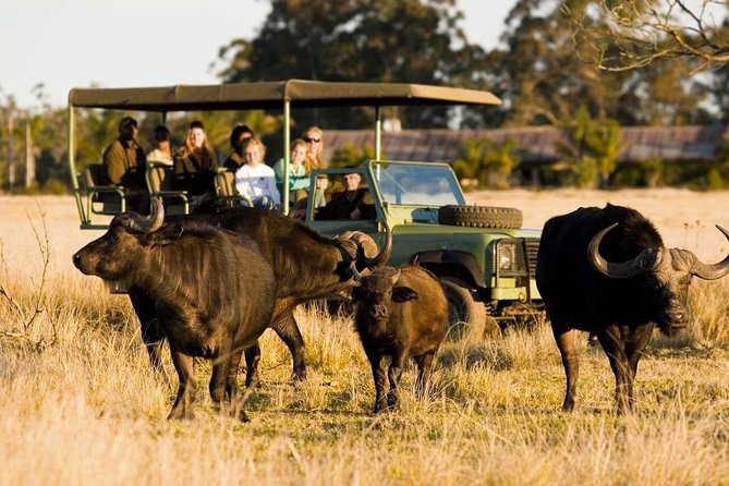 2-Hour Game Drive at the Plettenberg Bay Game Reserve - Key points to know before you go