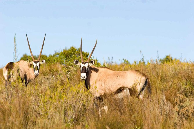 2-Hour Game Drive at the Plettenberg Bay Game Reserve - Reaching the reserve from Plettenberg Bay
