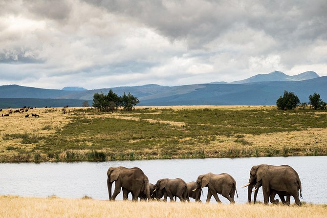 2-Hour Game Drive at the Plettenberg Bay Game Reserve - The animals you may see