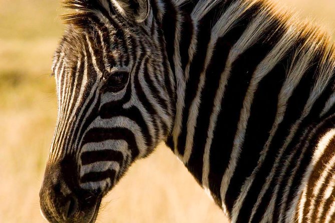 2-Hour Game Drive at the Plettenberg Bay Game Reserve - Why the open vehicle matters
