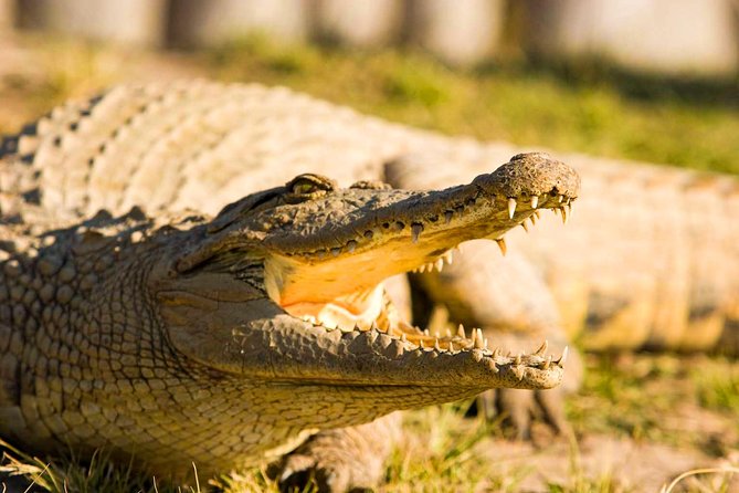 2-Hour Game Drive at the Plettenberg Bay Game Reserve - Choosing morning or afternoon