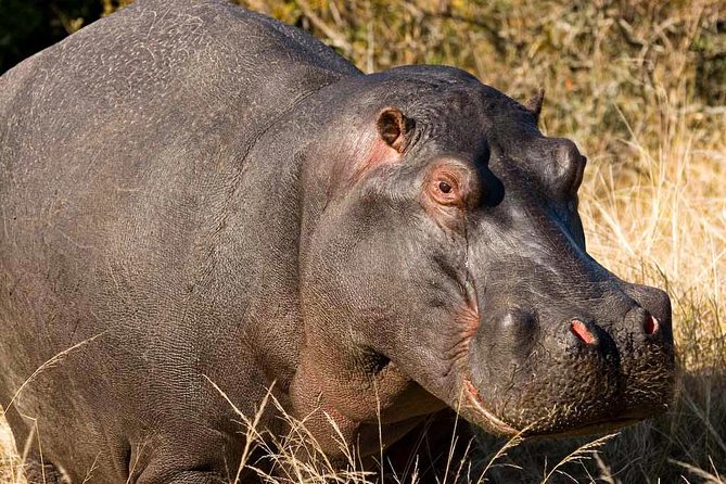 2-Hour Game Drive at the Plettenberg Bay Game Reserve - Price, value, and what is not included