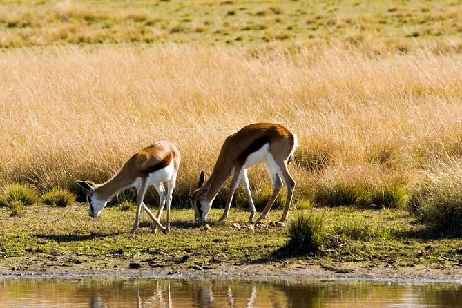 2-Hour Game Drive at the Plettenberg Bay Game Reserve - How dependable is the operation?