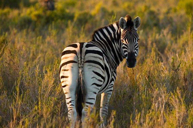 2-Hour Game Drive at the Plettenberg Bay Game Reserve - What happens during the two-hour drive