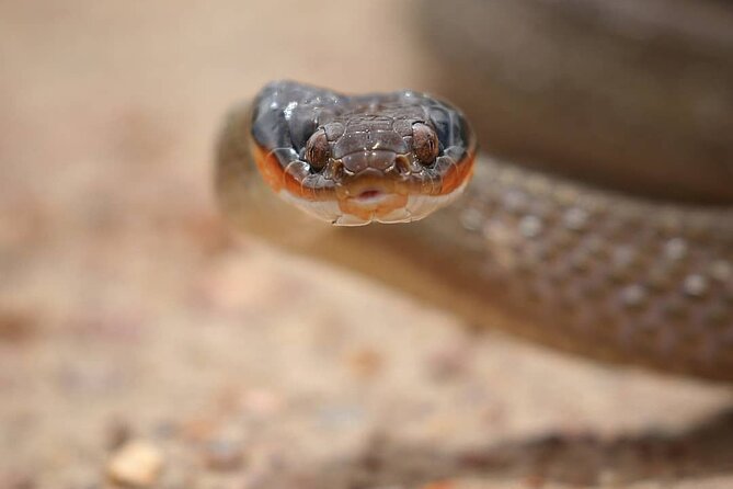 2hr Guided Game Drive at 10h00; Kragga Kamma Game Park Ticket - Food, coffee, and what to pack