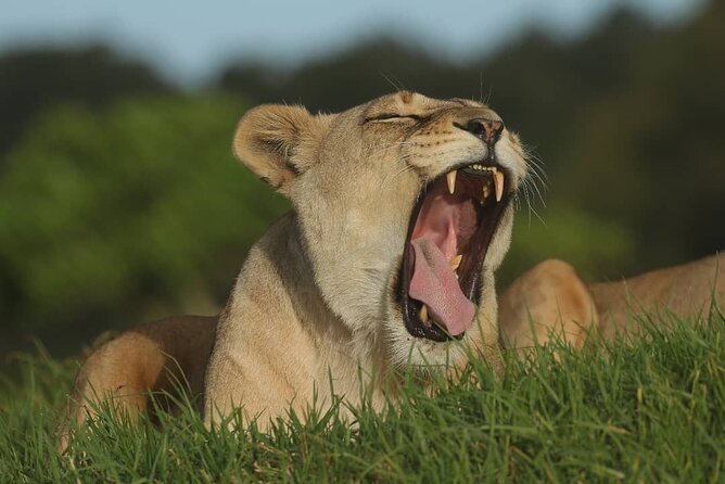 2hr Guided Game Drive at 10h00; Kragga Kamma Game Park Ticket - Is $28.18 good value?