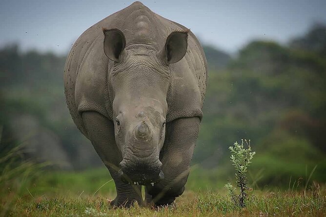 2hr Guided Game Drive at 10h00; Kragga Kamma Game Park Ticket - Who should book this experience?
