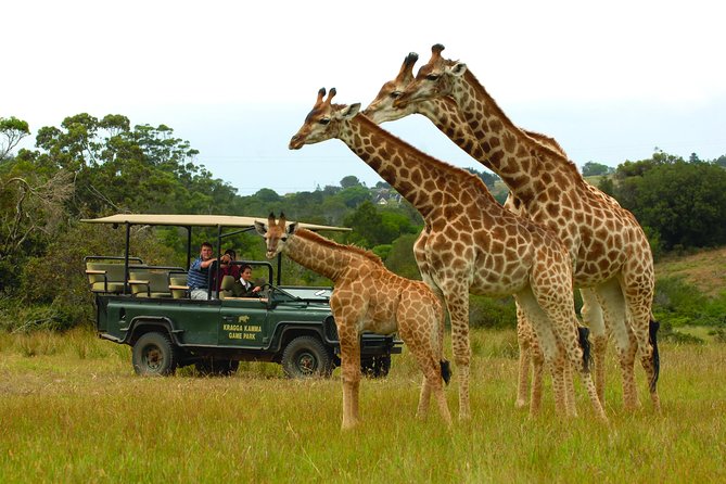 2hr Guided Game Drive at 10h00; Kragga Kamma Game Park Ticket - Animal sightings across Kragga Kamma