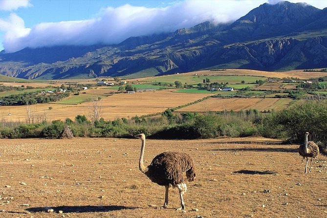 3 Day Garden Route's Best Highlights with Safari from Cape Town - Who should choose this fast Garden Route trip