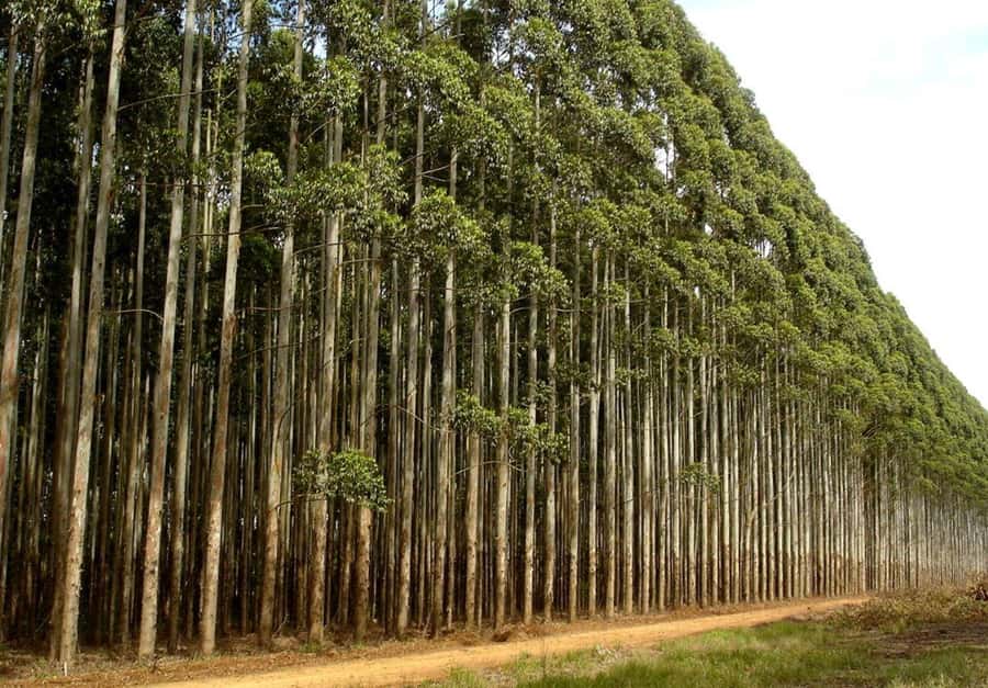 3 Day Hluhluwe & Isimangaliso Wetlands Pk Tour from Durban - Day 3: A final drive toward Cape Vidal