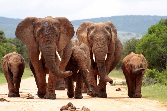 3 Day Kruger Safari with Panorama Tour from Johannesburg - Day 2: A full day inside Kruger National Park