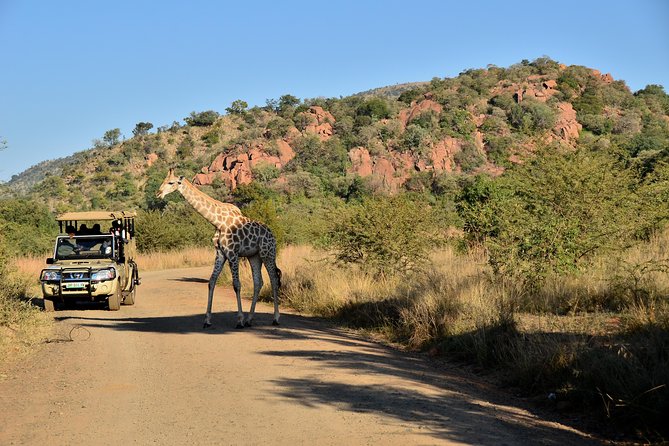 3-Hour Private Game Drive of Pilanesberg National Park - Key points to know before booking
