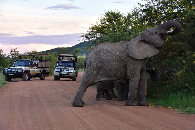 3-Hour Private Game Drive of Pilanesberg National Park - Starting from Sun City and reaching the park