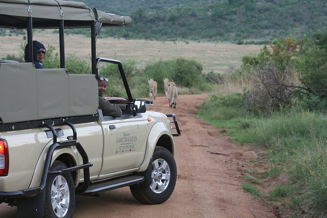 3-Hour Private Game Drive of Pilanesberg National Park - Morning or afternoon: which departure should you choose?