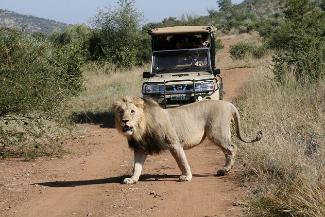 3-Hour Private Game Drive of Pilanesberg National Park - What is included, and what should you bring?