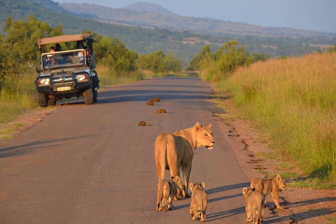 3-Hour Scheduled Safari Game Drive in Pilanesberg National Park - Key points to know before booking