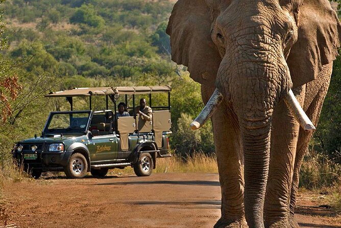 3-Hour Scheduled Safari Game Drive in Pilanesberg National Park - Big Five chances, with realistic expectations
