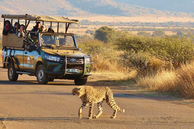 3-Hour Scheduled Safari Game Drive in Pilanesberg National Park - Dry-season viewing near water