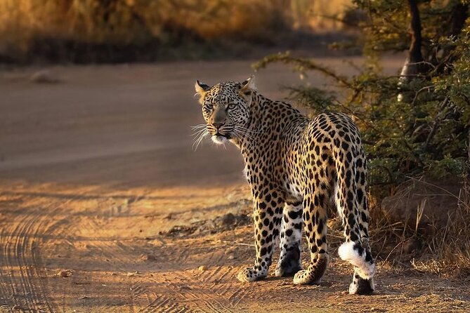 3-Hour Scheduled Safari Game Drive in Pilanesberg National Park - Is $54.80 good value?