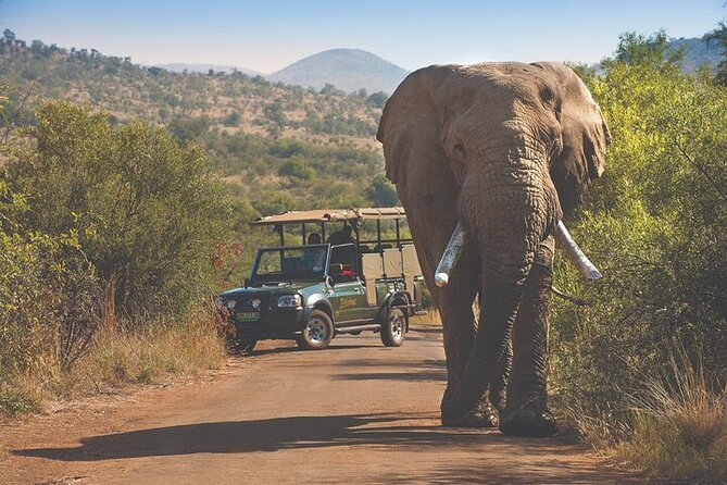3-Hour Scheduled Safari Game Drive in Pilanesberg National Park - Who should book this three-hour drive?
