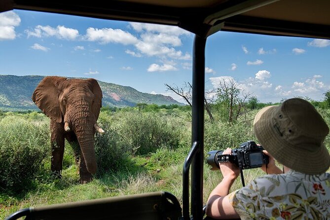 3-Hour Scheduled Safari Game Drive in Pilanesberg National Park - Why the open safari vehicle changes the experience