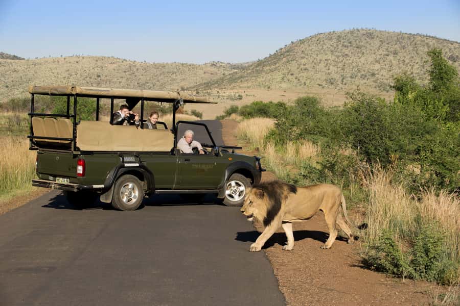 3-Hour Shared Game Drive in Pilanesberg National Park - A short safari from Sun City