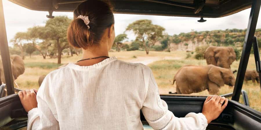 3-Hour Shared Game Drive in Pilanesberg National Park - Why the open vehicle changes the experience