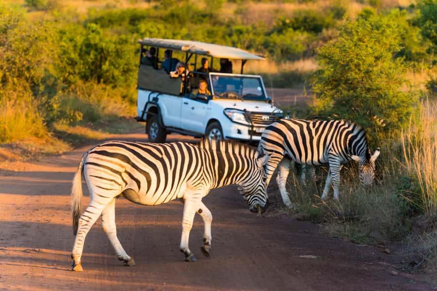 3-Hour Shared Game Drive in Pilanesberg National Park - Who should book this three-hour drive?