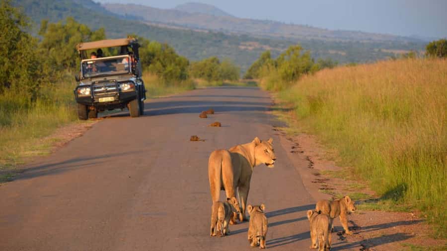3-Hour Shared Game Drive in Pilanesberg National Park - Practical details before you go