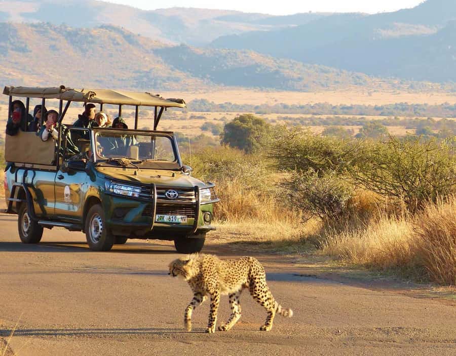 3-Hour Shared Game Drive in Pilanesberg National Park - Three hours among Pilanesberg wildlife