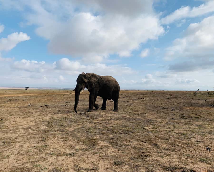 4-Day Garden Route Experience - Should you book the Garden Route Experience?