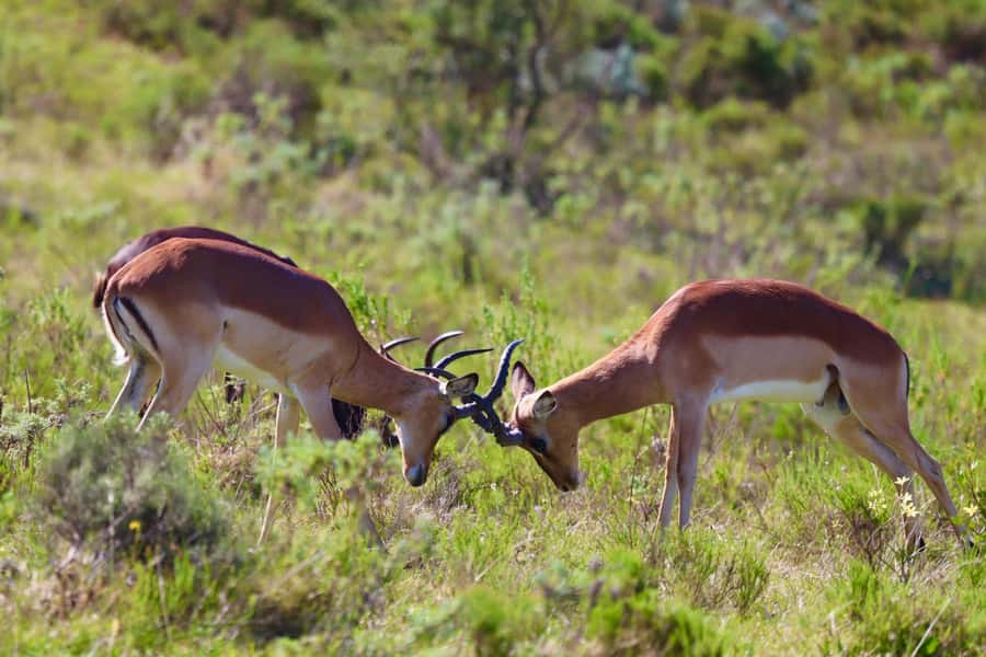 4-Day Garden Route Experience - Day 2: Ostriches, Knysna Heads, and the bungee stop