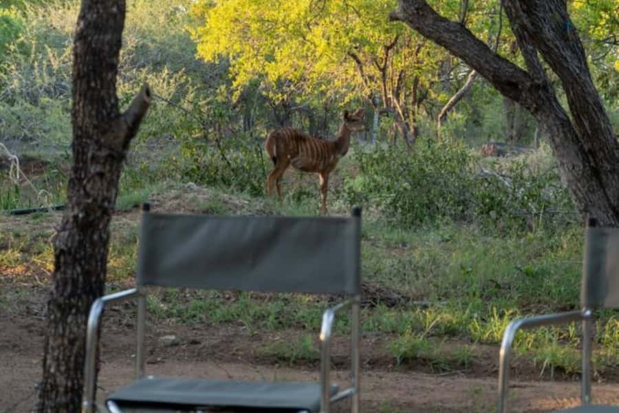 4 Day Kruger Glamping Budget Adventure - Key points to know before booking