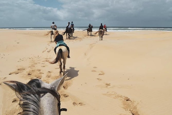 5 Day Garden Route and Addo Safari - Best of South Africa Small Group Tour - Day 4: Tsitsikamma forest and the Bloukrans Bridge