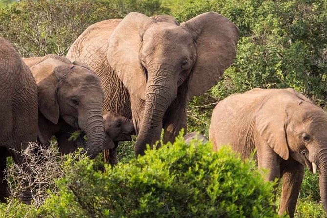 5 Day Garden Route and Addo Safari - Best of South Africa Small Group Tour - Who should book it