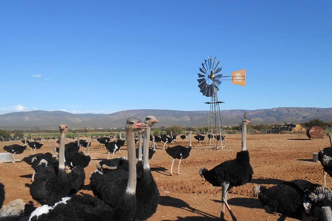 5 Day Garden Route and Addo Safari - Best of South Africa Small Group Tour - Day 2: Ostriches and the Cango Caves