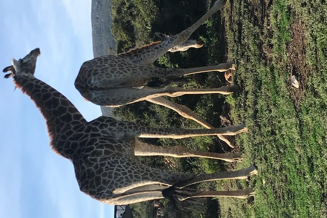 5 Day Garden Route Tour and Addo Elephant National Park - Addo gives you a different kind of safari