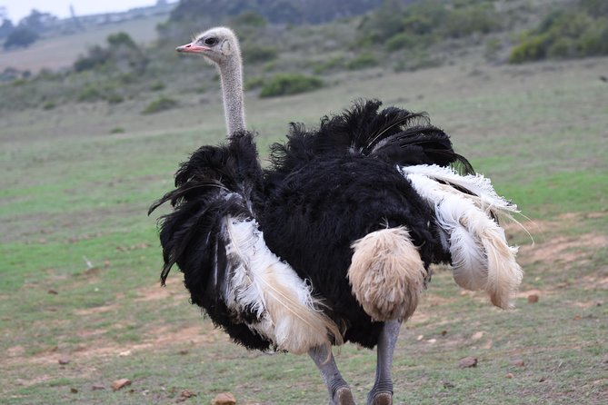 5 Day Garden Route Tour and Addo Elephant National Park - Tsitsikamma is the scenic heart of the route
